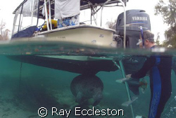 Manatee playing hide and seek. Look under the boat.  Came... by Ray Eccleston 
